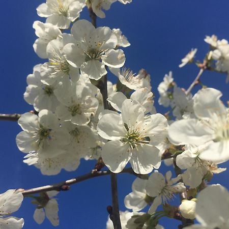 Pokoje Goscinne Ewela Łeba Dış mekan fotoğraf